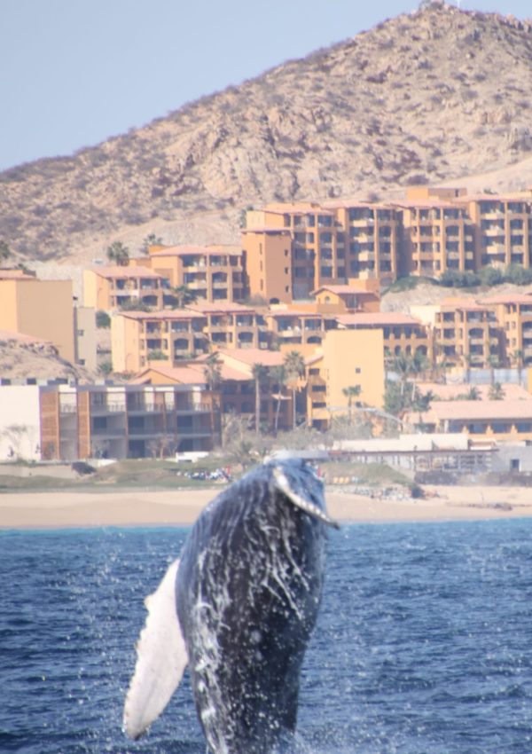 Humpback whale breaching over the water in Los Cabos